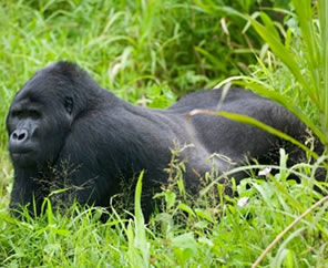 Mountain Gorilla Tracking
