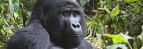 Silverback Gorilla in Rwanda