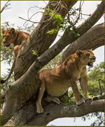 Ishasha Tree Lions