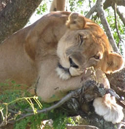 Tree climbing lions