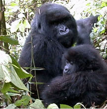 Gorilla safaris
