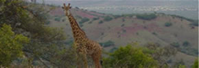 Wildlife Safari in Akagera national park