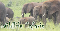 Wildlife Safaris