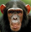 Chimpanzee trekking