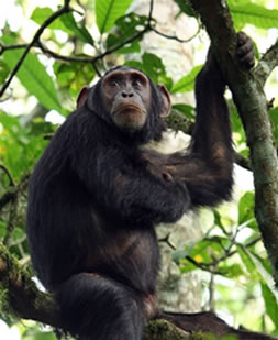 Chimpanzee Trekking safari