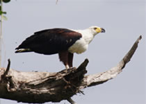 Uganda birding safaris