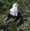 Birding in Uganda