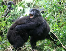 Infant Gorillas Playing