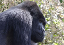 Gorilla Parting - Bwindi Mountain Gorillas