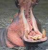 Kazinga Channel Hippo