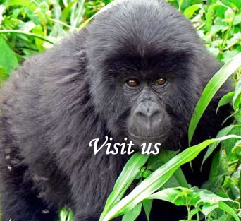 discounted gorilla tours 