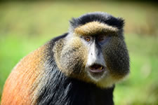 Rwanda Primates Tour