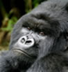 Rwanda Gorilla Tour