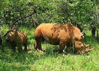 12 Days Uganda Safari
