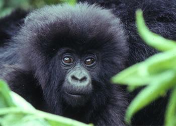 5 Days Rwanda Safari