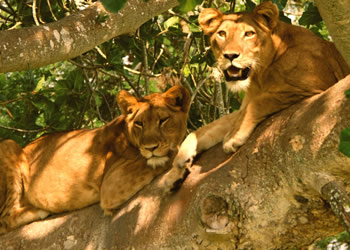 climbinglions | Gorilla Trek Africa Uganda Gorilla and Wildlife Tour