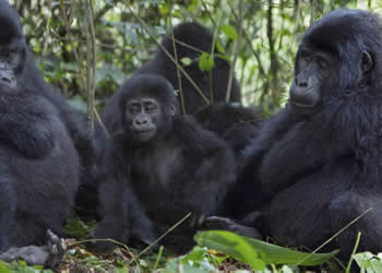 Bwindi national park