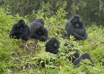 4 days Rwanda Gorilla tour