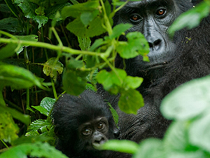 2 Days Rwanda Gorilla Tour