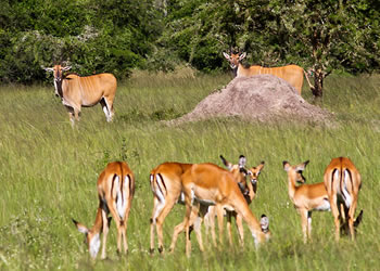 kidepo valley National park