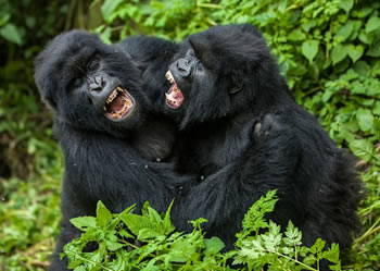 3 days Rwanda gorilla tour