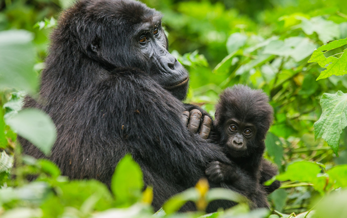 Attractions in Virunga national park