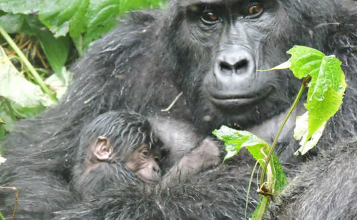 Uganda mountain gorillas
