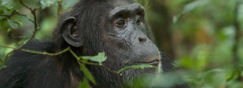 kigali chimpanzee tracking