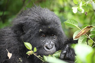 Bwindi Impenetrable National park