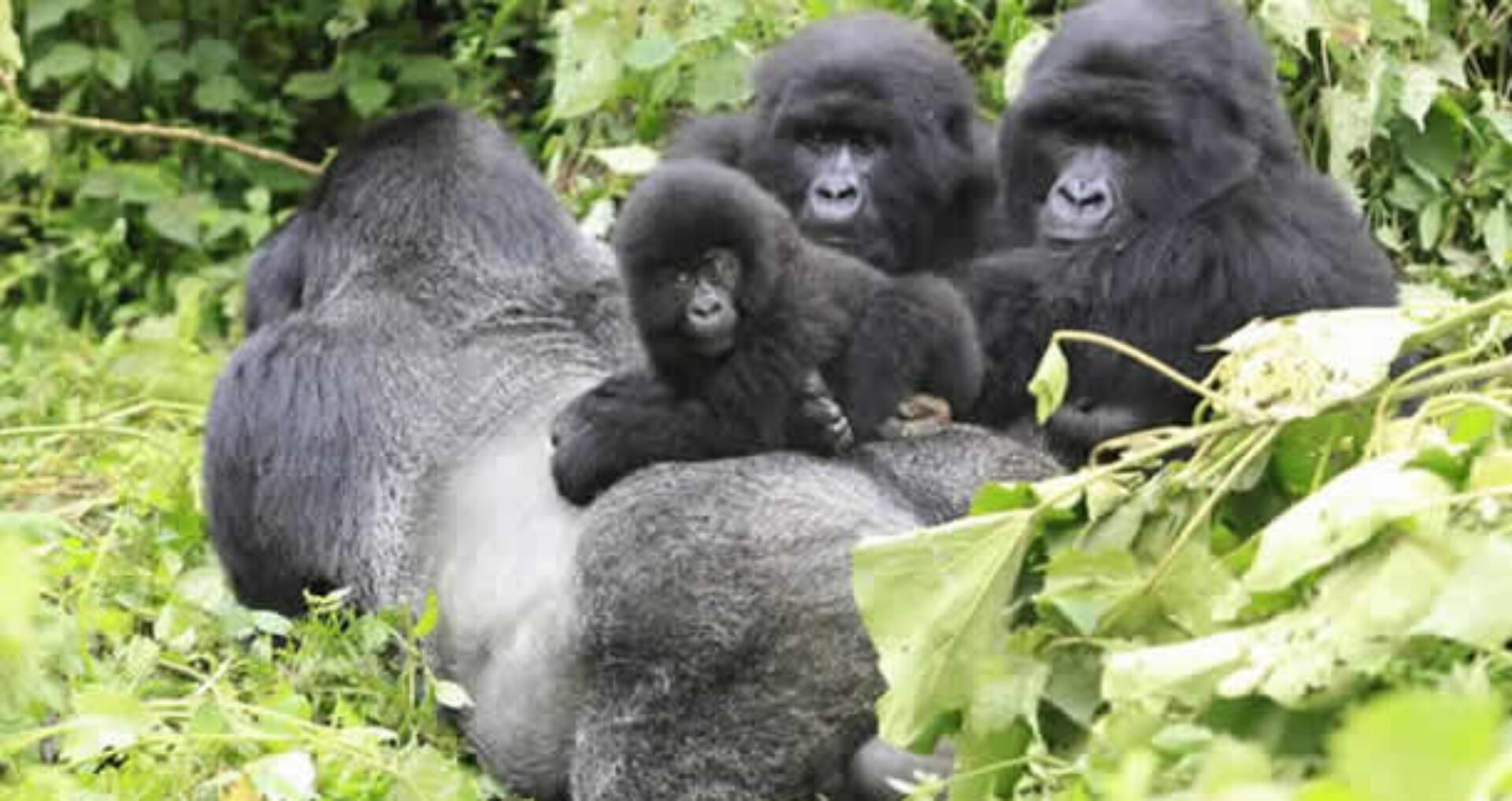 Nkuringo gorillas