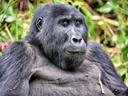 4 Days Uganda Gorillas Safari