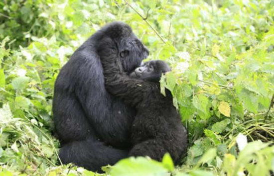 Gorilla tours Uganda