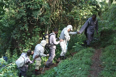 Porters in Bwindi Forest