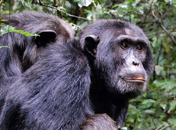 Chimpanzee tours in Uganda