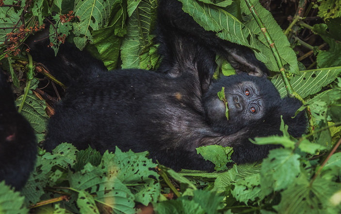 Is Uganda safe for gorillas