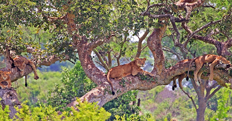 Tree Climbing lions in Ishasha