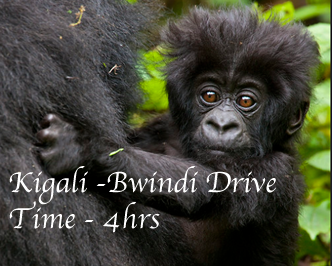 Kigali Bwindi drive time