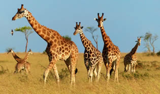 Rothchild's giraffe conservation in Uganda