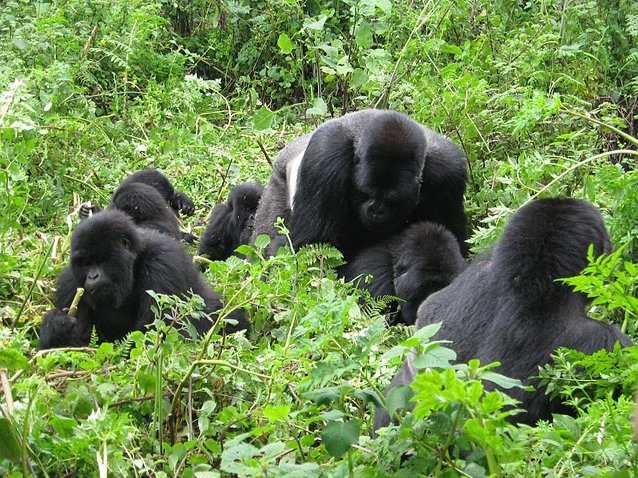 uganda gorilla tours