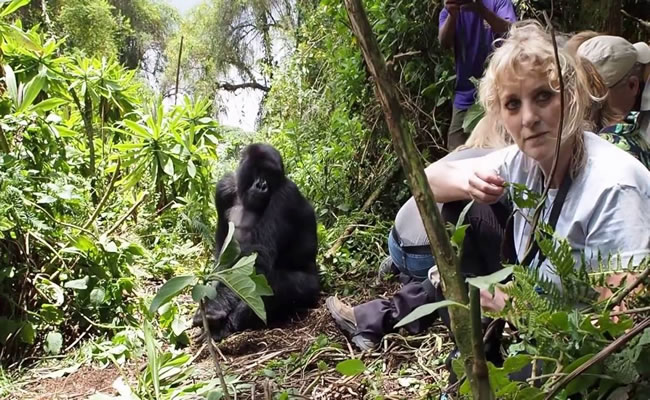 gorilla habituation