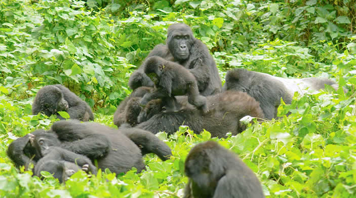 Gorilla Revenue to Rwanda