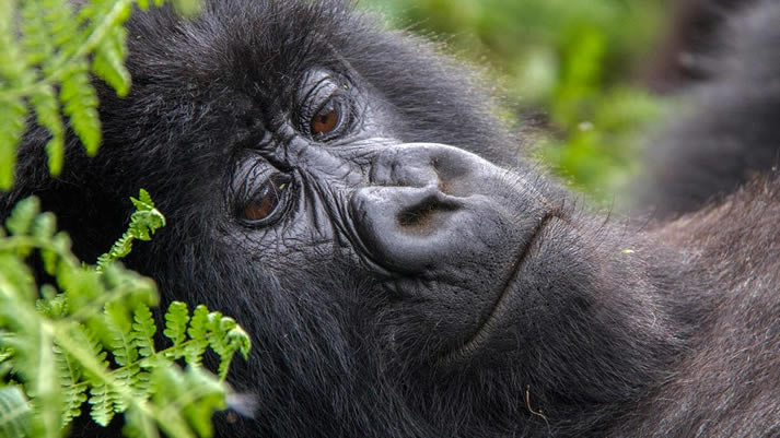 Gorilla tours Uganda and Rwanda