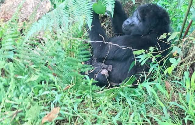 Mubare gorilla family gets new baby