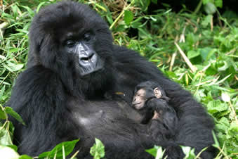 baby gorilla born in bwindi