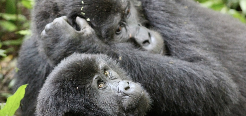 Mountain gorillas in Bwindi