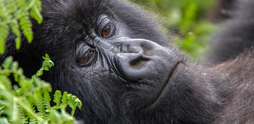 What May Stop You From Seeing Gorillas Gorilla Trek Africa