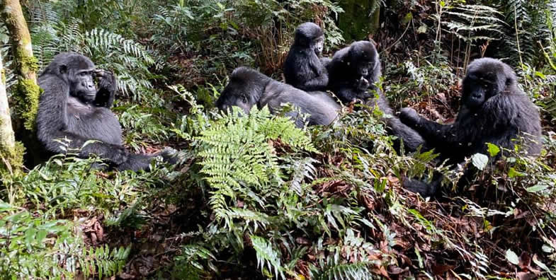 Gorilla families in Rushaga sector