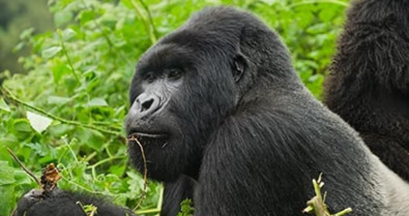 Hirwa gorilla family returns to Rwanda