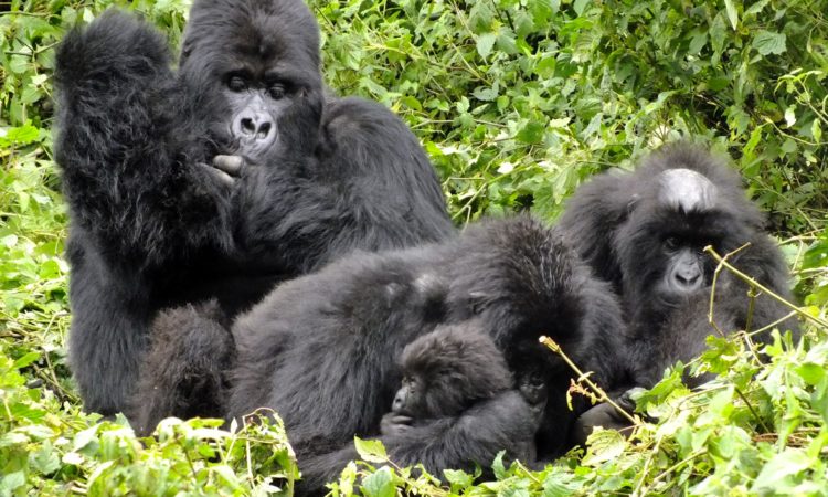 Rwanda gorilla families