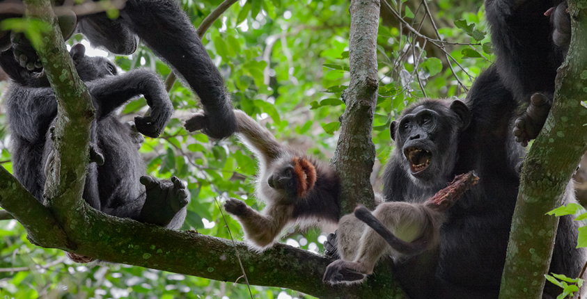 Where to trek chimpanzees in Africa